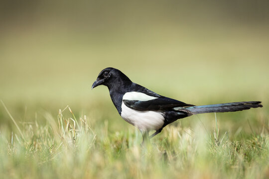 The Eurasian Magpie or Common Magpie or Pica pica on the ground with colorful background, spring time