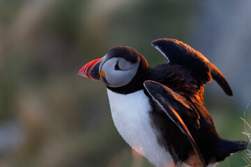 Close up of an Atlantic Puffin