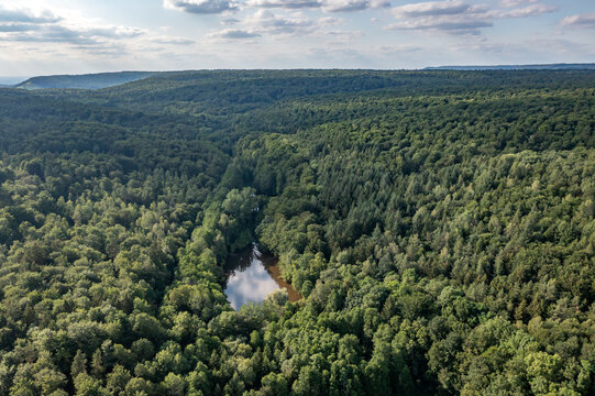 forest_aerial