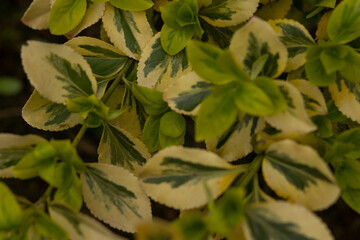 spring garden plant with beautiful color leaves