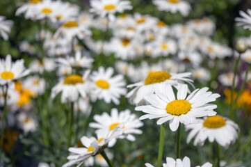 Background of daisies in the summer field.