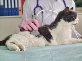 Professional veterinarian conducts ultrasound examination of cat in a veterinary office