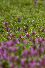 young spring green lawn with wildflowers