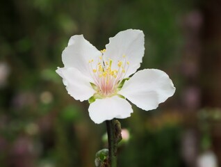 Sweet Almond Blossom at Flower Dome