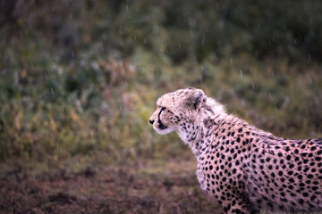 Wild majestic cheetah, a big cat, in the bush in the Serengeti National Park, Tanzania, Africa
