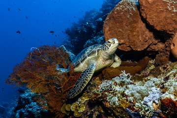 Naklejka na ściany i meble Green Sea Turtle (Chelonia mydas) resting in a colorful coral reef