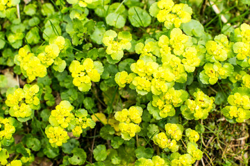 Marsh marigold is one of the most beautiful primroses, marking the awakening of nature after winter...