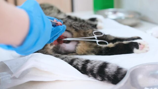 The veterinarian castrates the cat by cutting the spermatic cord with scissors.An operation performed by a veterinarian