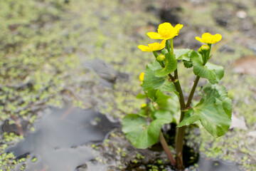 Marsh marigold is one of the most beautiful primroses, marking the awakening of nature after winter sleep.