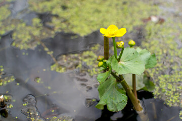 Marsh marigold is one of the most beautiful primroses, marking the awakening of nature after winter...