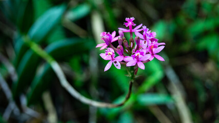 Flor