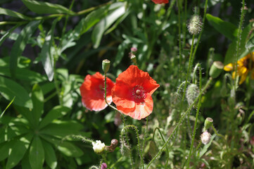 Wild poppy on a green field