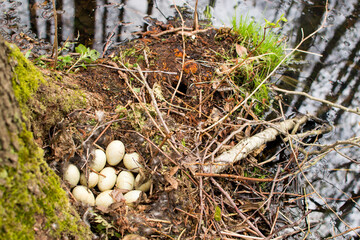 A clutch of a wild duck. Duck nest on the pond. An unusual place for eggs.