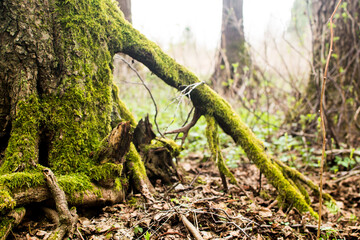 Spring is a wonderful season of the year. In spring, nature comes alive. Everything around becomes bright green and attractive. The sun illuminates the earth and warms all living things around.