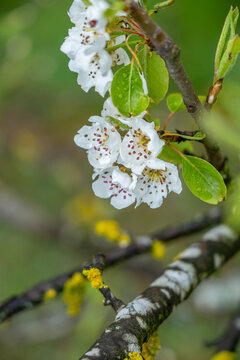 Kirschbl&uuml;ten