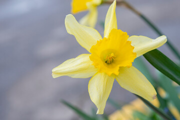 Nature background with Daffodil Flowers, selective focus. Yellow Daffodils Flowers closeup on green background