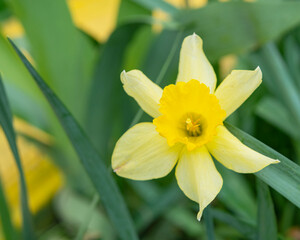 Nature background with Daffodil Flowers, selective focus. Yellow Daffodils Flowers closeup on green background