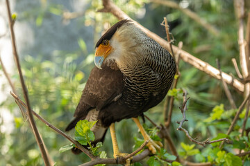 Crested caracara