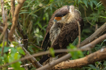 Crested caracara