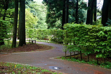 七ツ洞公園の森林