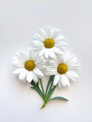 Fototapeta na wymiar daisy flowers isolated on white 
