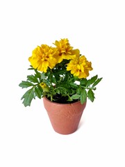 yellow marigolds in pot isolated on white background 