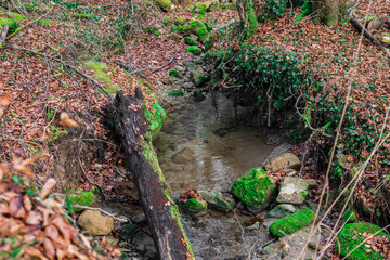 river in a forest. forest landscape with river in autumn. leaves fallen from tree in a forest. moss covered river rock. stream in a forest