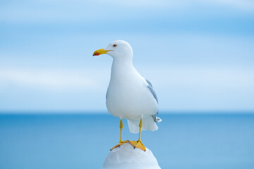 Mediterranean Gull on Blue Sea and Sky Background. Coastal Bird
