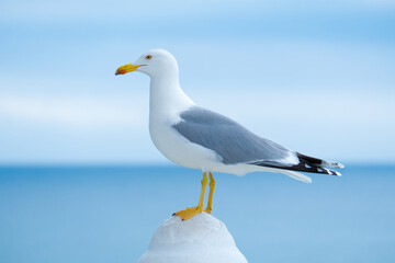 Mediterranean Gull on Blue Sea and Sky Background. Coastal Bird
