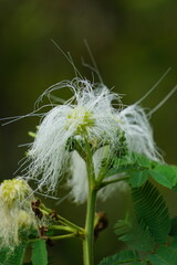 Kaliandra putih (Calliandra tetragona, Zapoteca tetragona) flower. Calliandra is a plant that is widely planted on cliffs to resist erosion. - obrazy, fototapety, plakaty