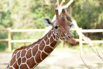 portrait of giraffe roaming free in a park