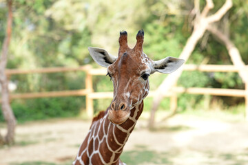 portrait of giraffe roaming free in a park