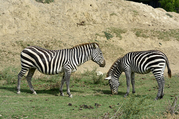 Fototapeta na wymiar two zebras face to face in freedom in a park