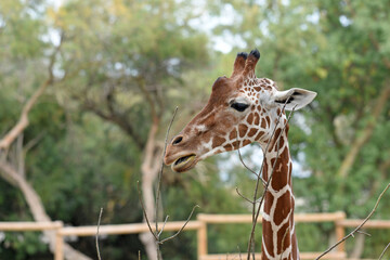 portrait of giraffe roaming free in a park