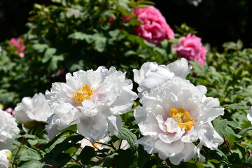 白い牡丹　Peony