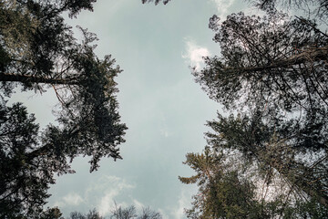 trees in the blue sky