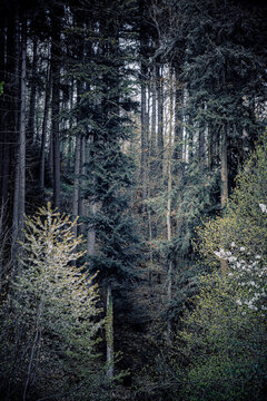 footpath in the big woods