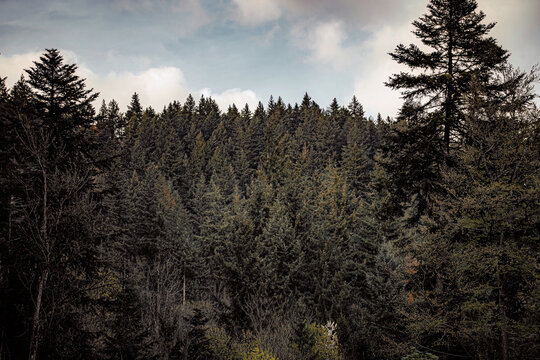 sunset in the dark beautiful forest