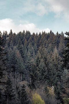 green forest in the mountains