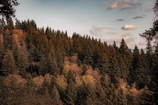 sunset in the big forest