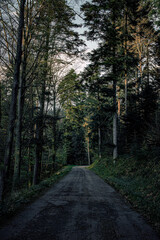 little footpath in the woods
