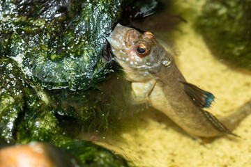 Barred mudskipper