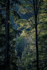 dark big forest in autumn