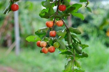 Red ripe Thai cherries