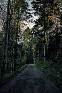 little footpath in the woods