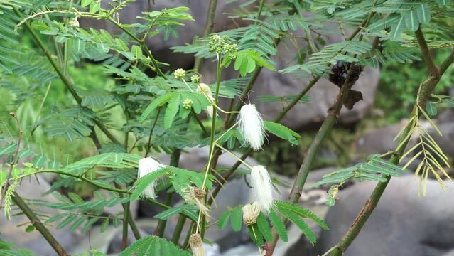 Kaliandra putih (Calliandra tetragona, Zapoteca tetragona) flower. Calliandra is a plant that is widely planted on cliffs to resist erosion.