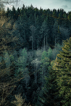 forest in the beautiful morning