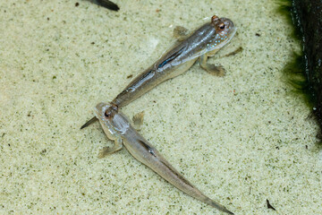 Barred mudskipper
