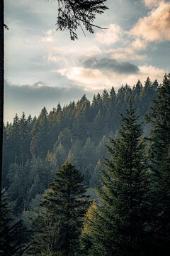 sunset in the big forest