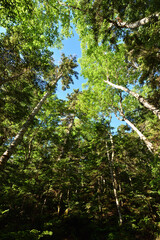 Fototapeta premium Mountain climbing in summer season